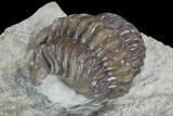 Bargain, Paciphacops Trilobite - Oklahoma #95912-3
